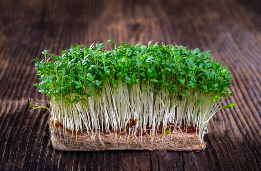 Kompostovanie - test klíčivosti